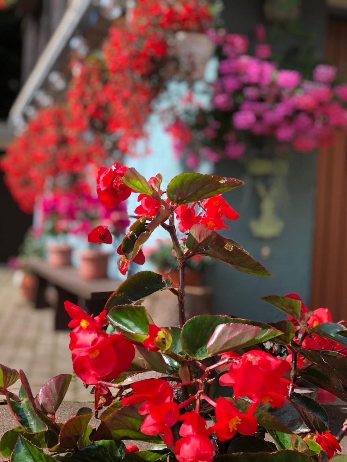 Haus-Erzberg Bed & Breakfast Vordernberg Luaran gambar